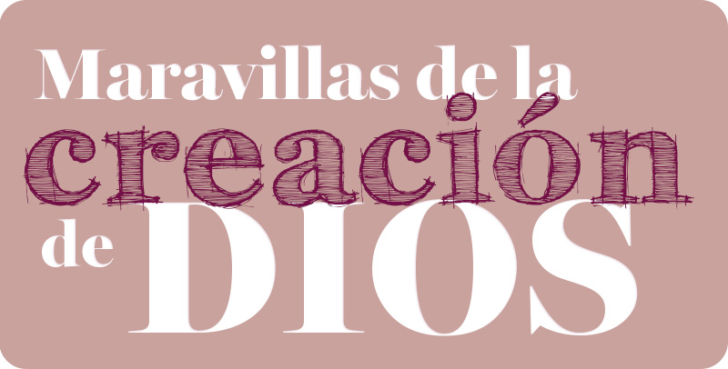	Maravillas de la creacion de Dios