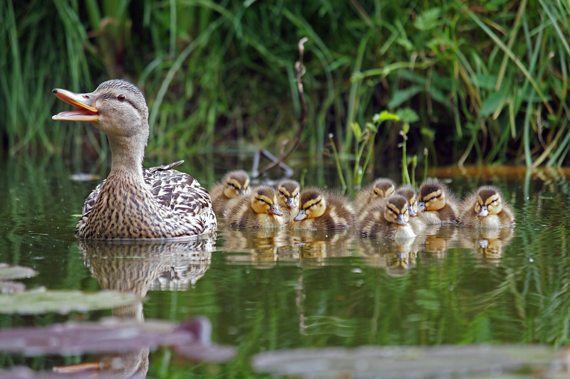 La ecología y la Biblia