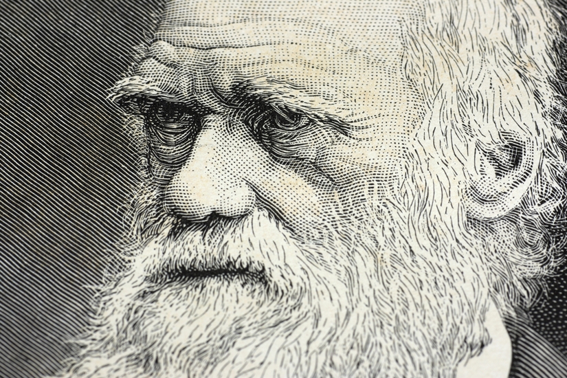 Microevolución vs. macroevolución