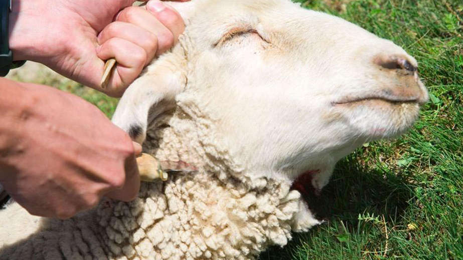 Los sacrificios de animales prefiguraban al de Cristo