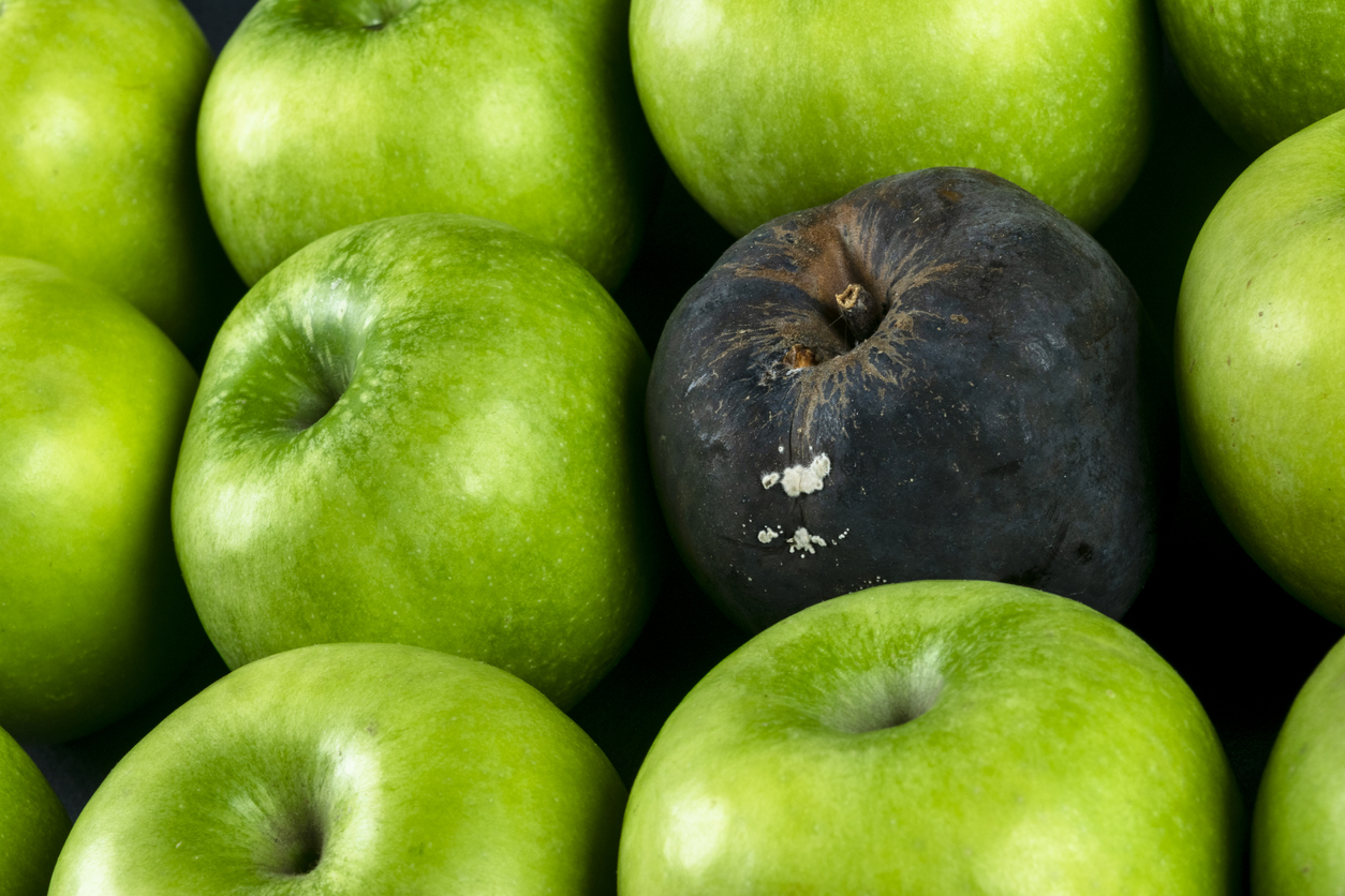 Realmente, una manzana podrida pudre toda la canasta, y una persona que enga&ntilde;a puede confundir y corromper a las personas que no est&eacute;n atentas.