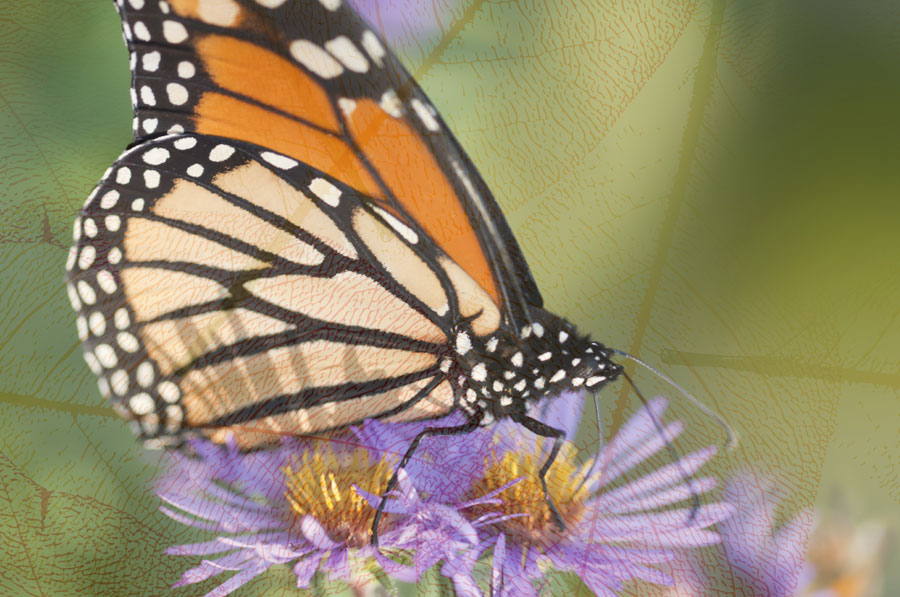 Cambio: transformando su vida al camino de Dios