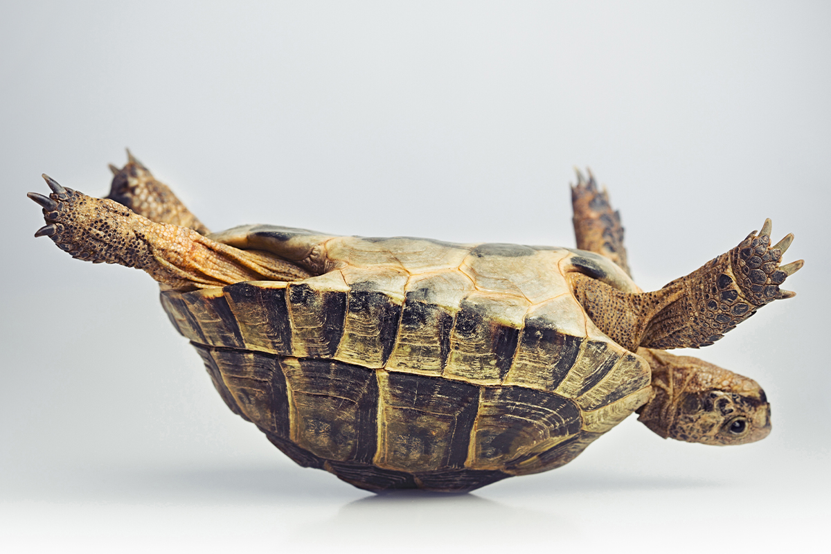 Siete claves para superar las pruebas de la vida