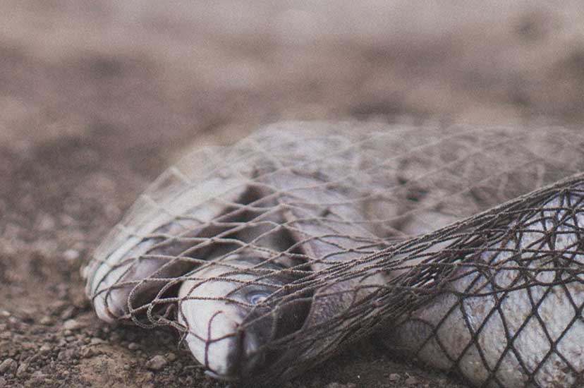 El mensaje del Mesías: el evangelio del Reino
